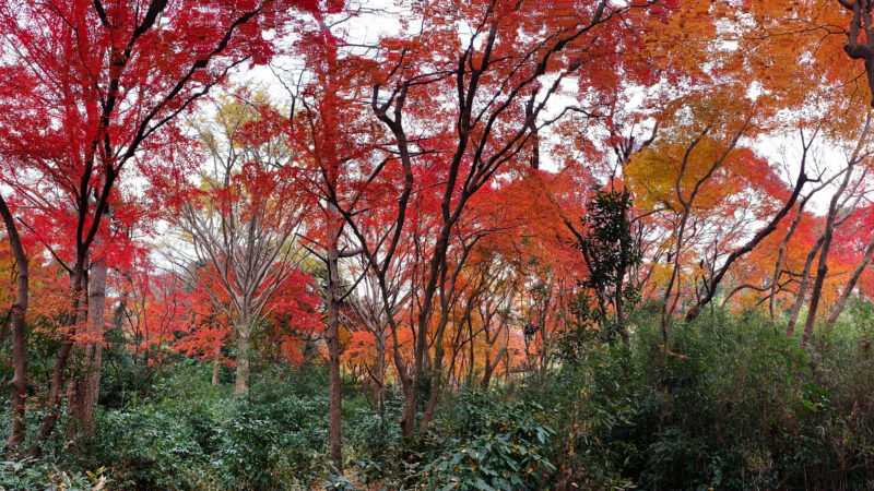 【2025年最新】鎌倉一の紅葉「獅子舞」の見頃はいつ?過去5年の写真記録で見るベストな時期と歩き方