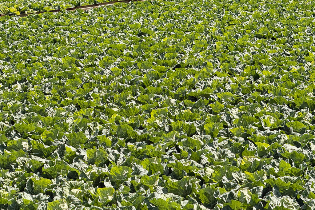 三浦国際市民マラソン（三浦ハーフ）のキャベツ畑