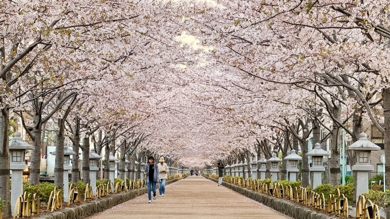 鎌倉・鶴岡八幡宮の段葛らの満開の桜（2026年）