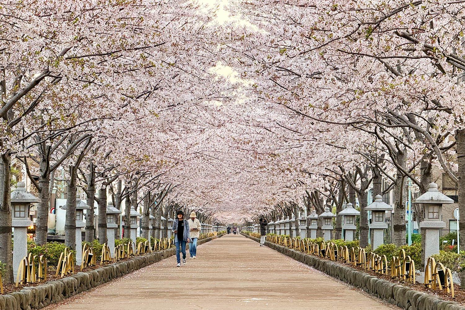 鎌倉・鶴岡八幡宮の段葛らの満開の桜（2026年）