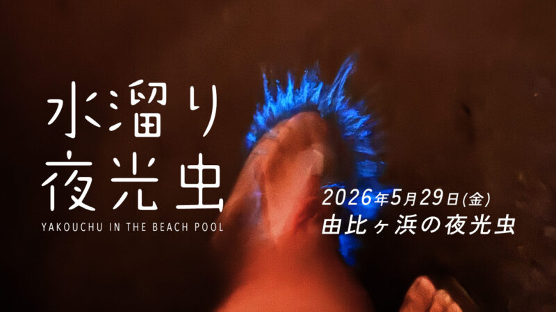 【5/30最新】昨夜の由比ヶ浜の夜光虫レポート。鎌倉・湘南エリアの発生状況と水溜りの光（神奈川県）