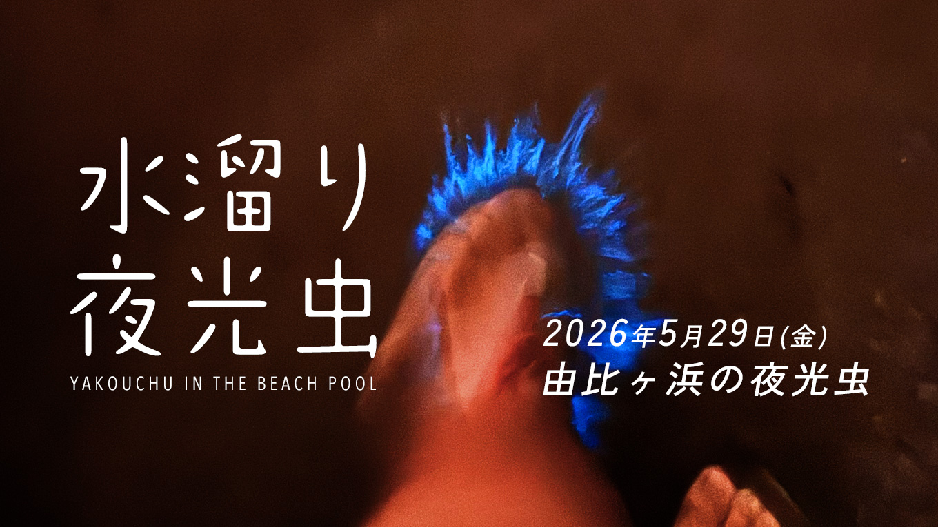 【5/30最新】昨夜の由比ヶ浜の夜光虫レポート。鎌倉・湘南エリアの発生状況と水溜りの光（神奈川県）