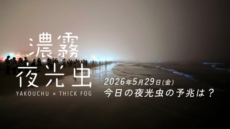 【続々報5/29】濃霧と夜光虫。今日の湘南・鎌倉の最新赤潮情報と週末のリアルタイム状況