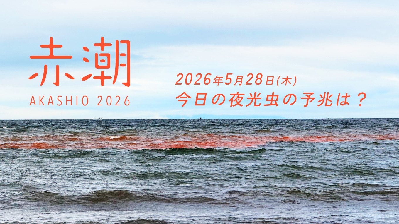 今日の湘南・鎌倉の夜光虫と赤潮情報！