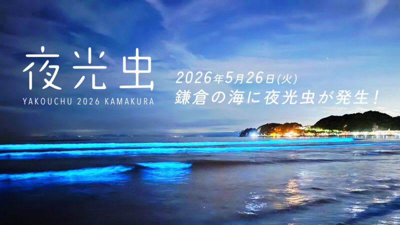【2026最新】鎌倉の海に夜光虫が発生！