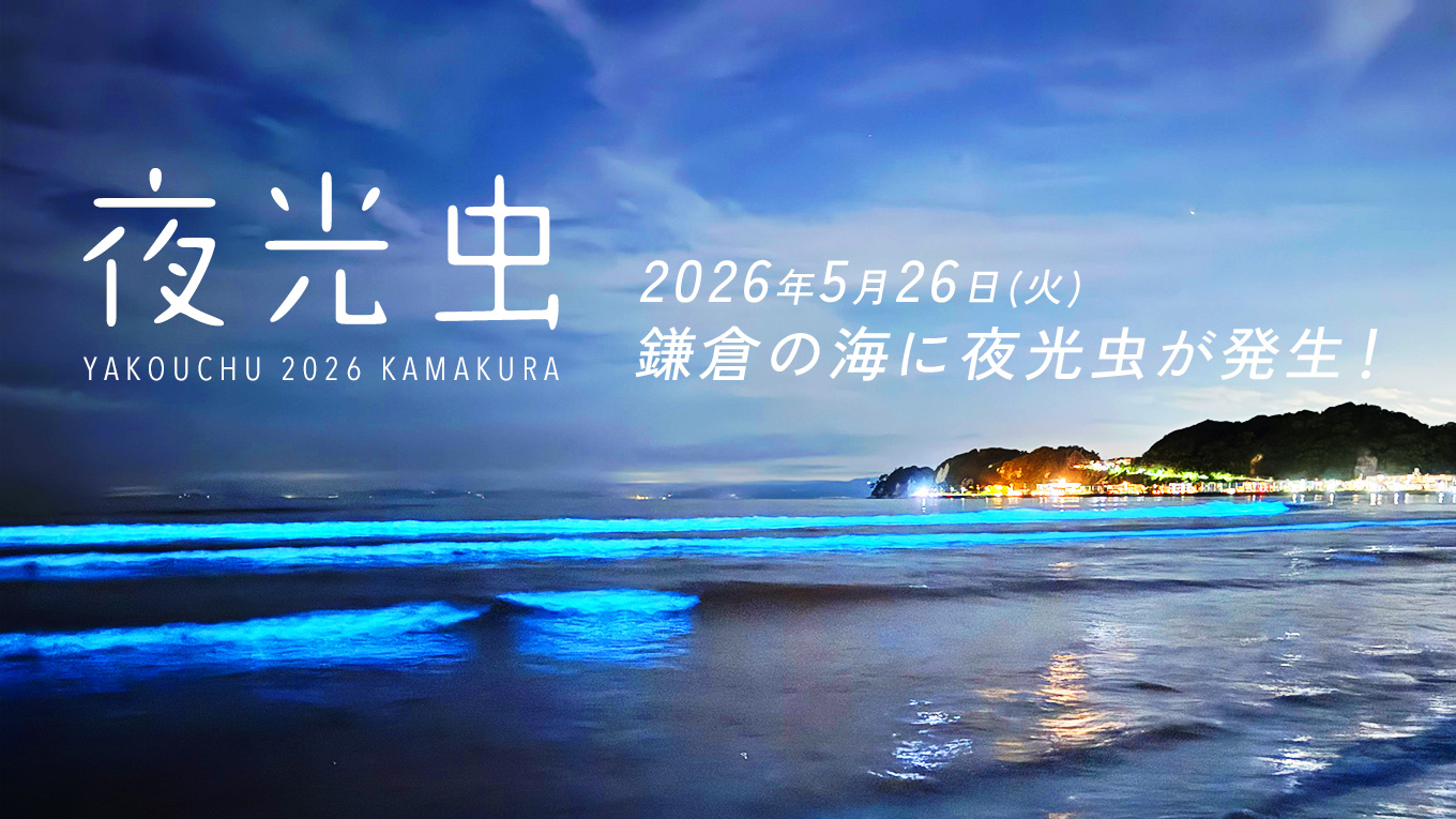 【2026最新】鎌倉の海に夜光虫が発生！
