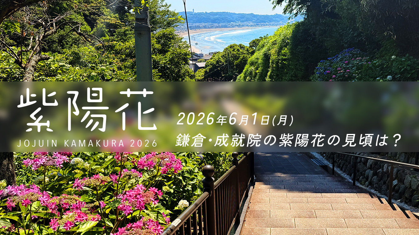 【2026年最新】鎌倉・成就院の紫陽花の見頃は？開花状況と混雑を避ける「朝ラン」絶景ルート