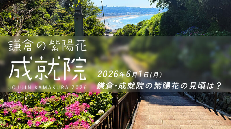 【2026年最新】鎌倉・成就院の紫陽花の見頃は？開花状況と混雑を避ける「朝ラン」絶景ルート