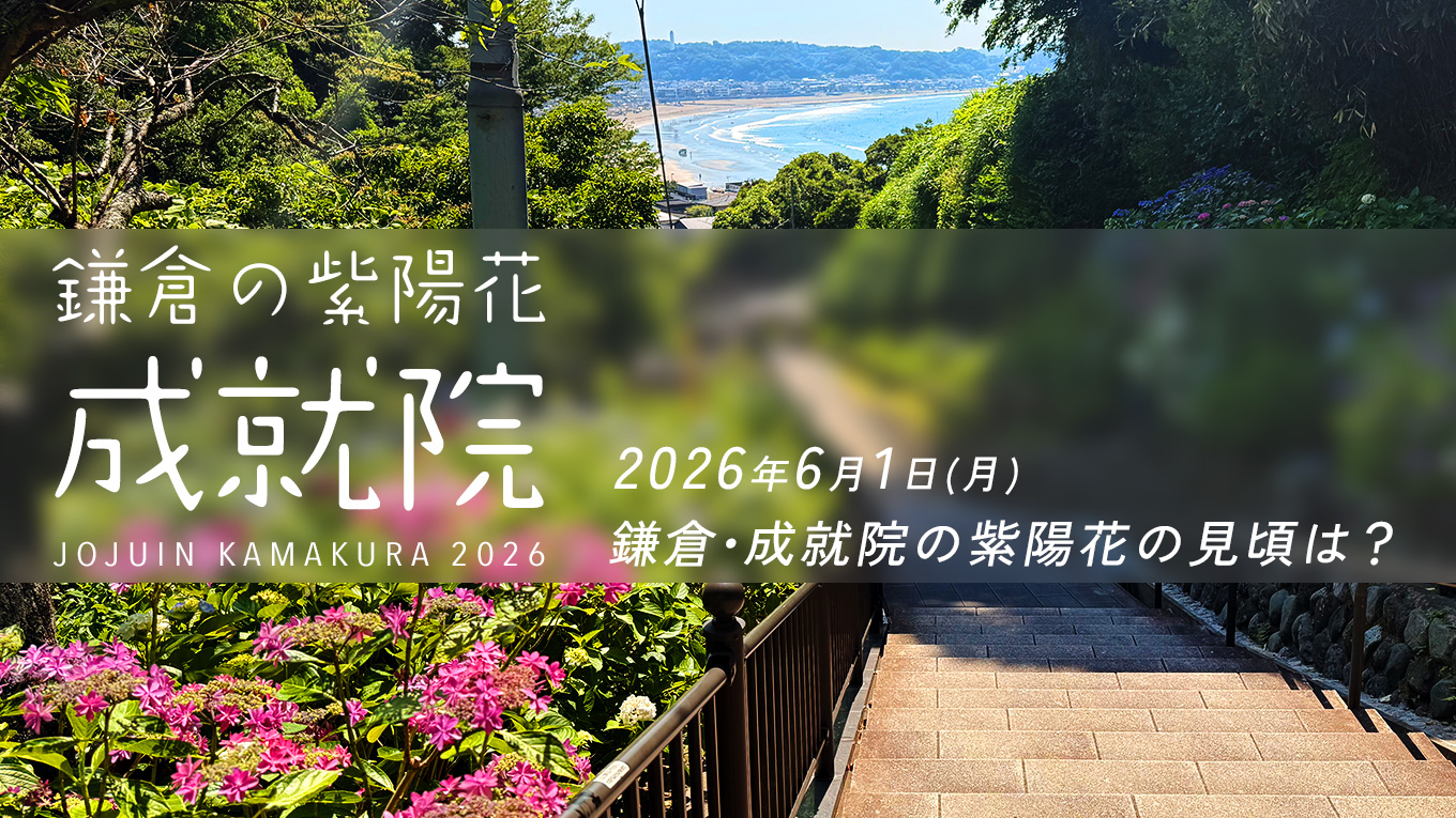 【2026年最新】鎌倉・成就院の紫陽花の見頃は？開花状況と混雑を避ける「朝ラン」絶景ルート