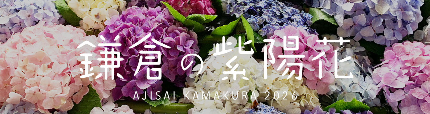 鎌倉の紫陽花