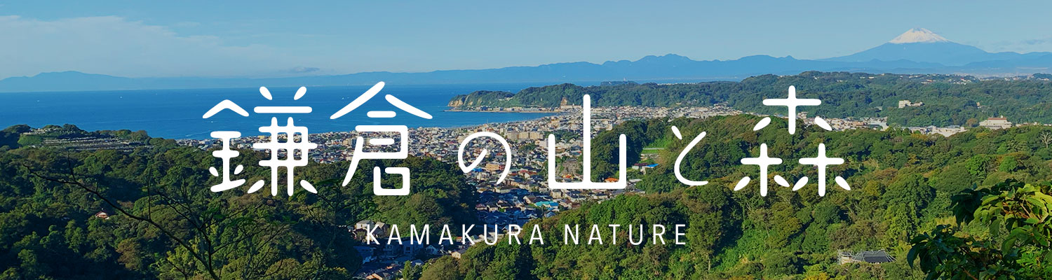 鎌倉の山と森